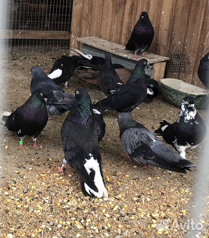 Голуби Николаевские