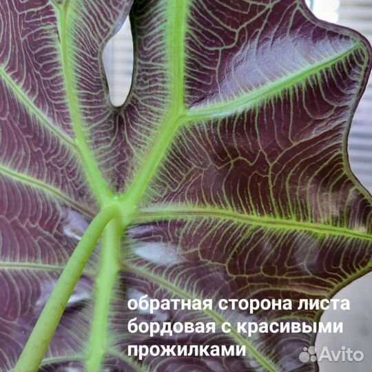 Алоказия полли alokasia polly 67 см в высоту