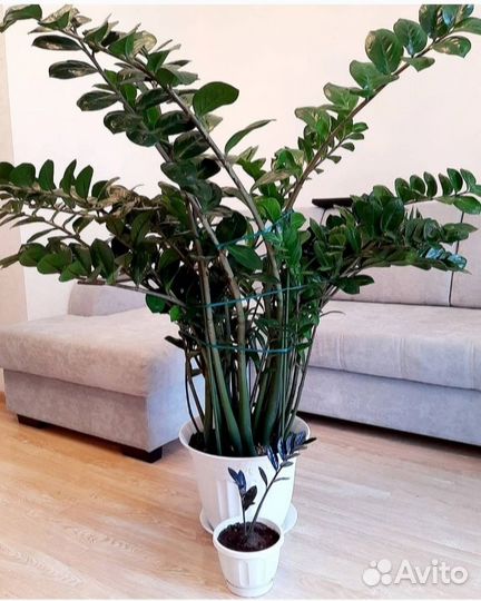 Замиокулькас (долларовое дерево). Комнатные цветы