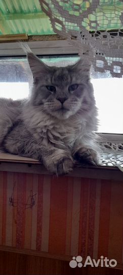 Мейн кун сын Чемпиона