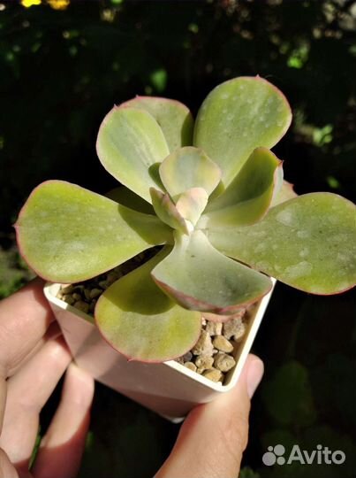 Эхеверии/эчеверии суккуленты