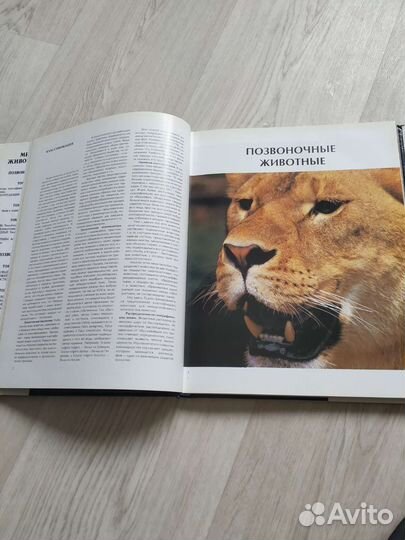 Книга Мир животных