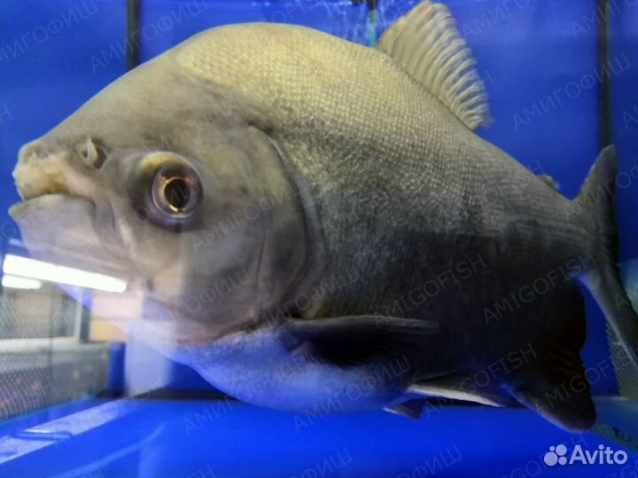 Пиранья Черный Паку (Colossoma brachypomum)