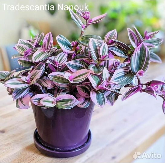 Комнатные- традесканция, аглаонема, клеродендрум