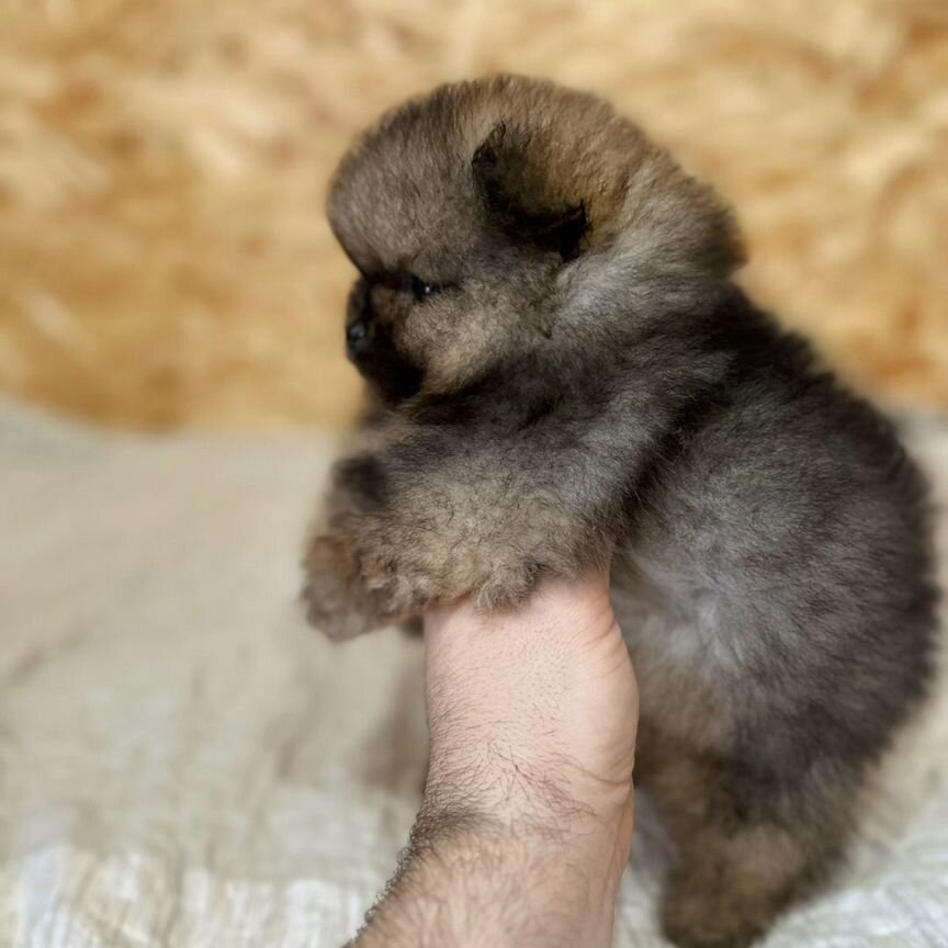 Померанский шпиц мальчик