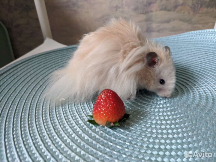 Вязка хомяк