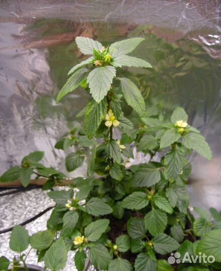 Turnera diffusa / Дамиана / семена