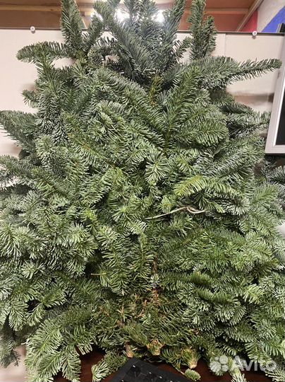 Лапник пихты нобилис ветки 4-5 кг