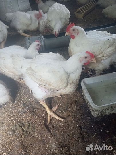 Броллер кооб 500,броллерная утка черри велли