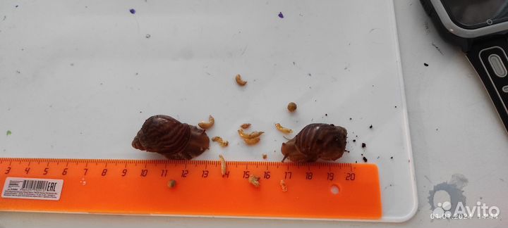 Улитка Ахатина