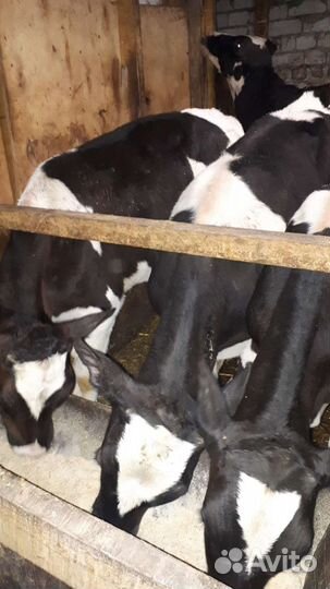 Бычки,Бычки,Бычки