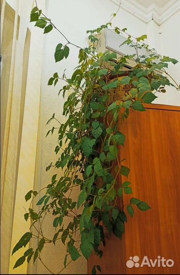 Циссус березка