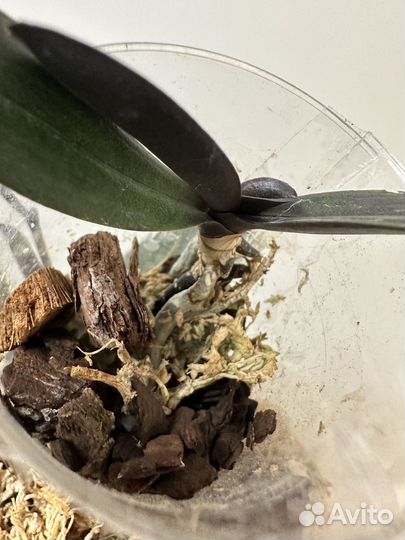 Комнатные растения цветы