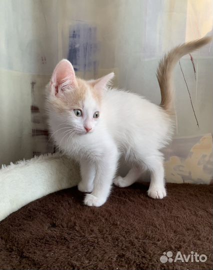 Котенок Бэлла