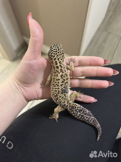 Эублефар самка