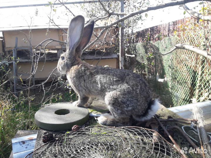 Фландер великан кролики
