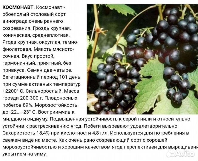 Саженцы смородины