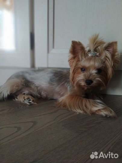 Йоркширский терьер девочки, документы РКФ