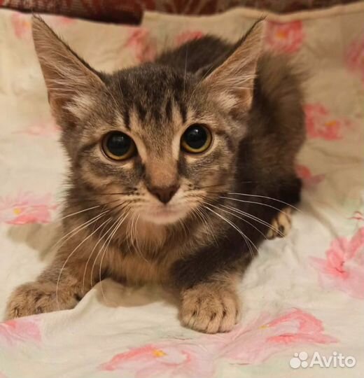 Милая кошечка