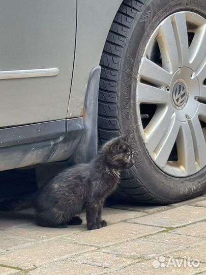 Котёнок, маленькая принцесска, малышка ищет семью