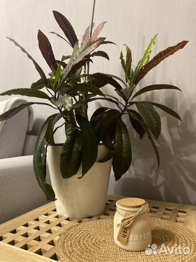 Комнатные цветы