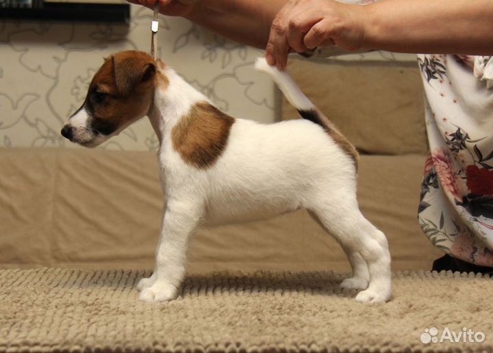 Фокстерьер щенки