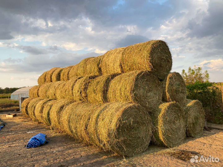 Сено Люцерны в тюках