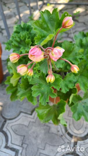 Пеларгония Леона Галактика