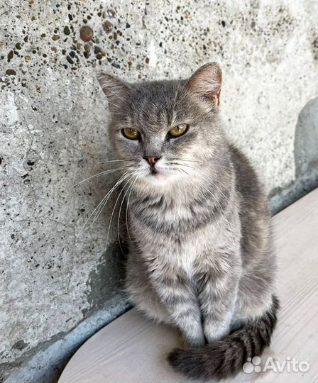 Кошечка Ляля