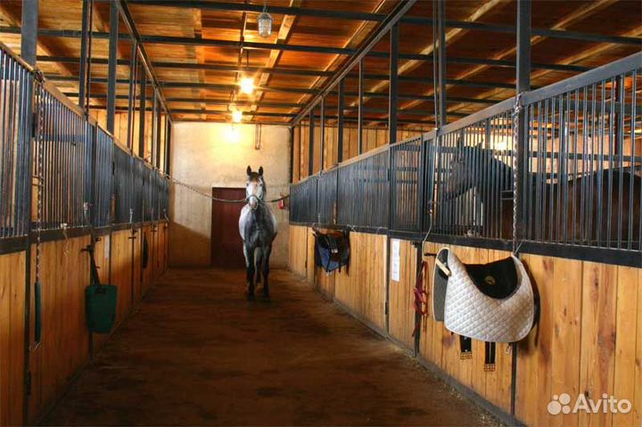 Конный клуб / Бизнесу 20 лет