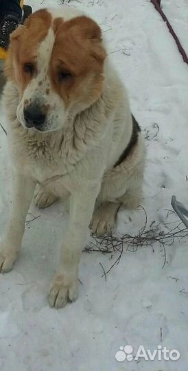 Алабай в дар