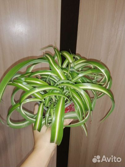 Хлорофитум кудрявый