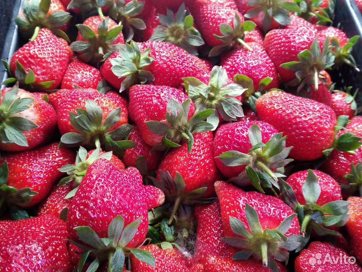 Эко клубника