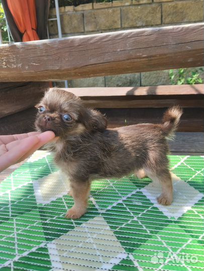 Чихуахуа мини мальчик