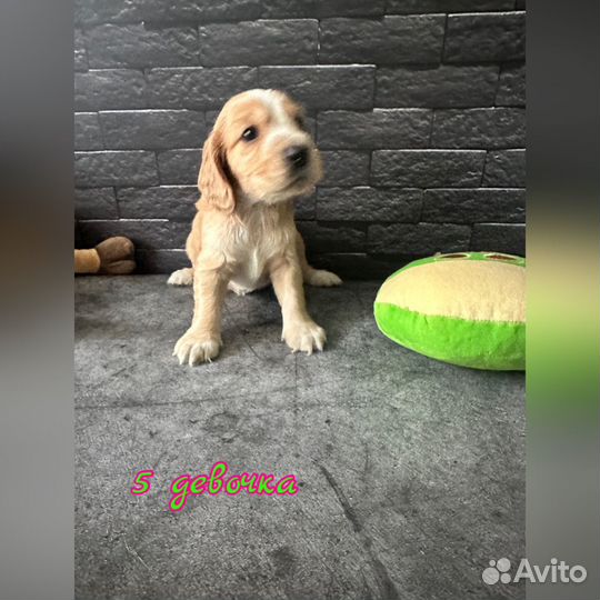 Щенки английского кокер спаниеля