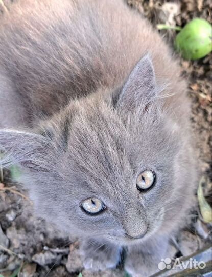 Котенок- Кошечка в добрые руки