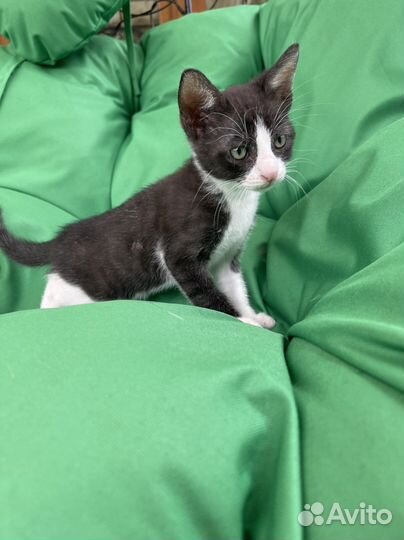 Котята в добрые руки мальчики