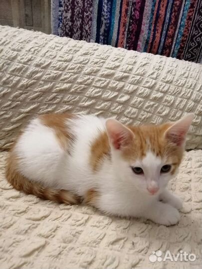 Котенок 3 месяца, в добрые руки