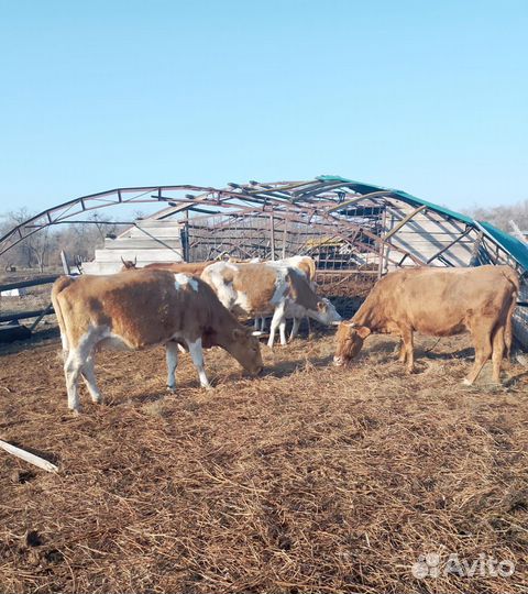 Коровы дойные