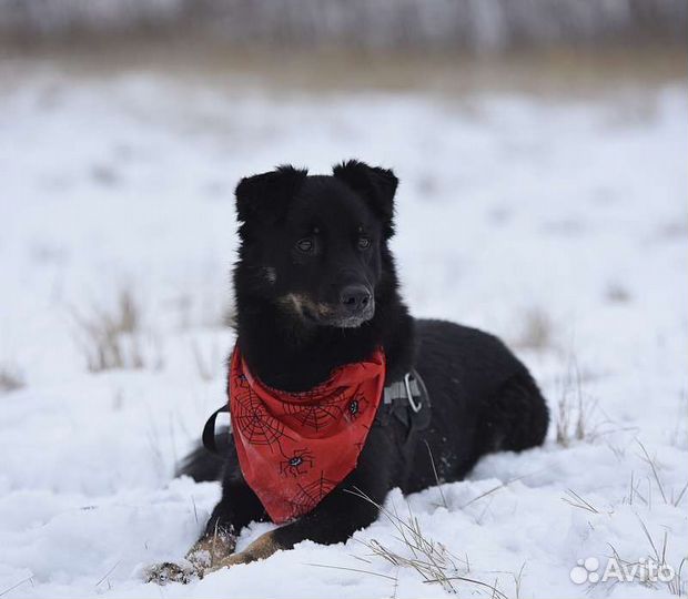 Микки хочет домой