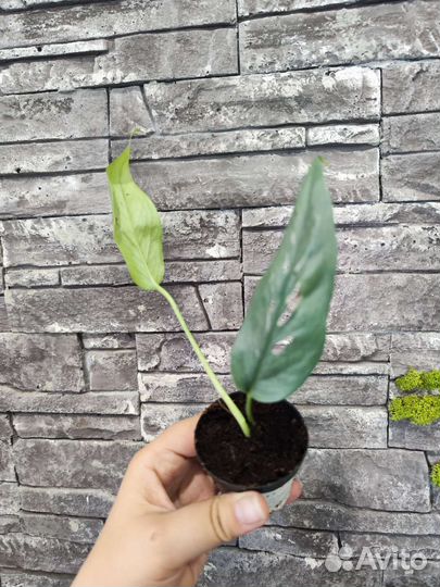 Epipremnum pinnatum Cebu Blue(Эпипремнум)