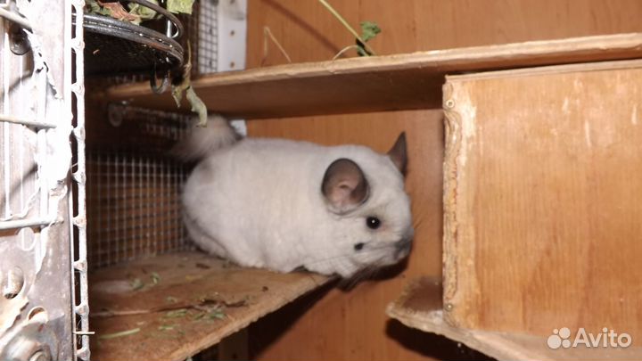 Шиншилла