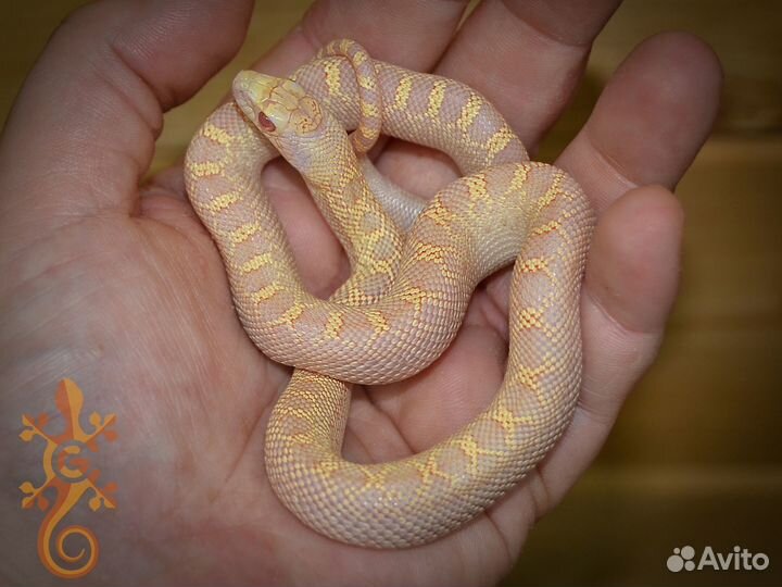 Питуофисы (Pituophis). Подходит новичкам