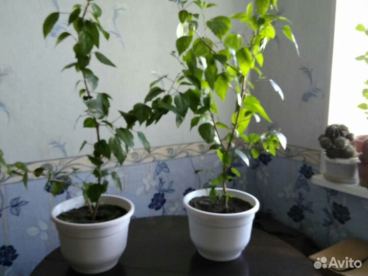 Панданус,китайская роза,аглонема Трейба,спац