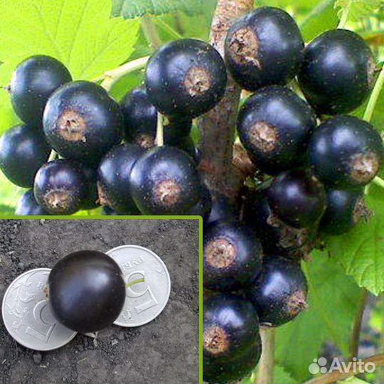 Черная смородина