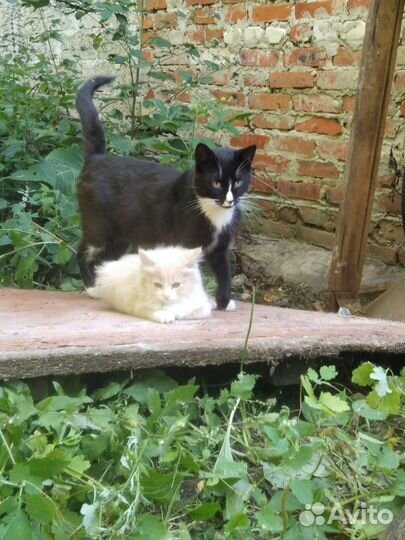 Ищем дом бездомным