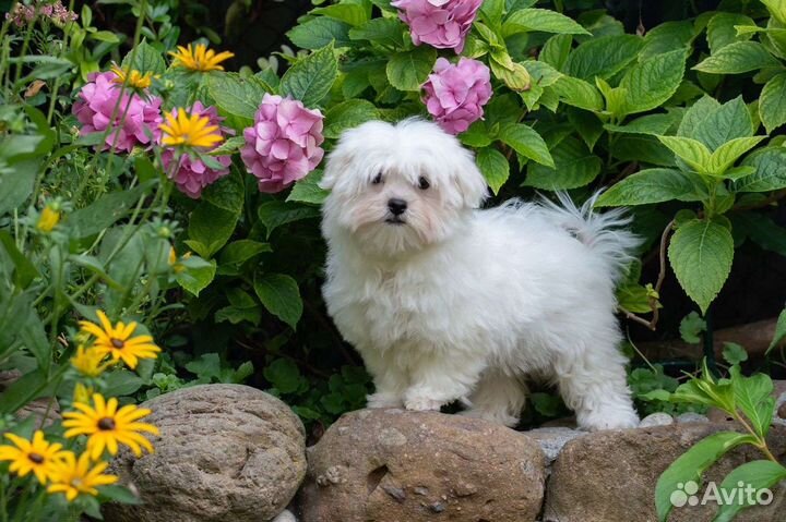 Мальтезе щенки