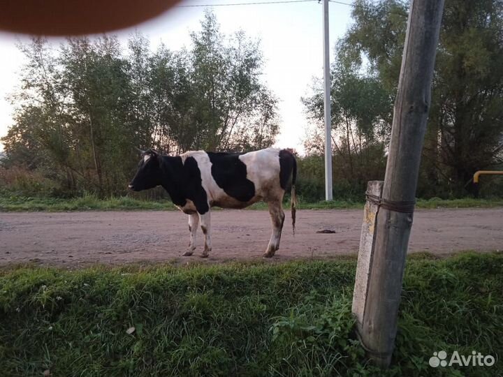 Бык и Телка