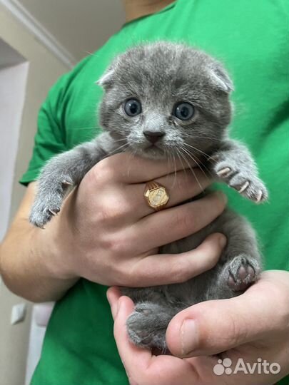 Вислоухая кошка