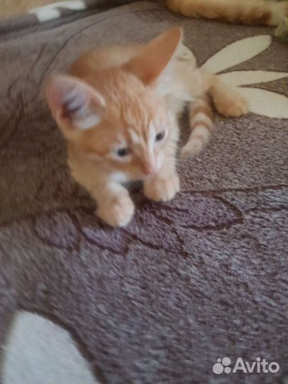 Кошка в дар бесплатно